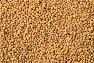 Yellow mustard seeds