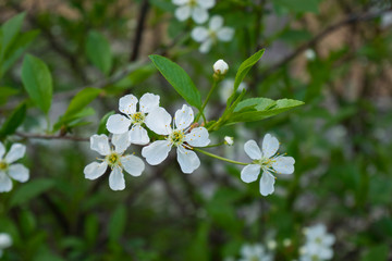 Apple blossom