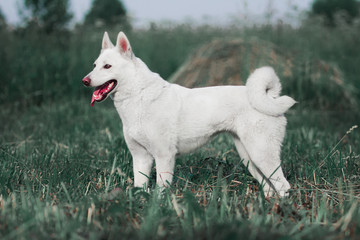 West Siberian Like White dog