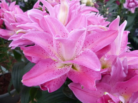 &times; amarcrinum pink flower