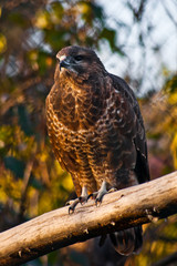 gyrfalcon sits on a branch, a small bird of prey rests on the perch.