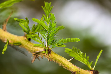 Detail of Acacia seyal tree branch with thorns and leaves, Western Kenya, East Africa