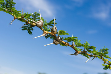 Detail of Acacia seyal tree branch with thorns and leaves, Western Kenya, East Africa