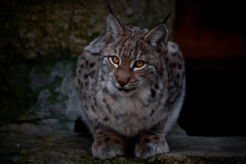 Lynx sits and stares. The gaze of her clear eyes expresses some bewilderment.