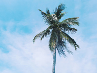 Palm tree on sunny blue sky background