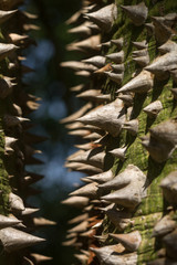 Detail of the Ceiba chodatii or floss silk tree showing woody conical spines along the trunk, Kenya, East Africa