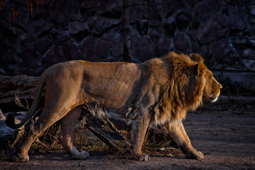 Obraz premium Indian (Asian) lion male with mane comes,