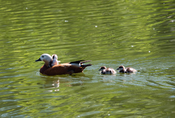 duck with ducklings in the water