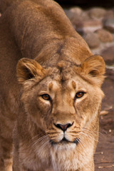 Fototapeta na wymiar look of a predator is a lioness with clear eyes.