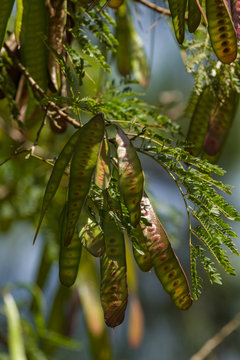 Seed Pods Of An Acacia Or Vachellia Tree, Kenya, East Africa