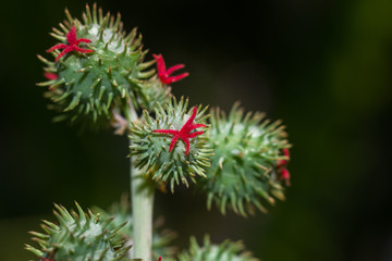 Spiny green seed pods of a castor oil plant (Ricinus communis L.), East Africa