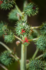 Spiny green seed pods of a castor oil plant (Ricinus communis L.), East Africa