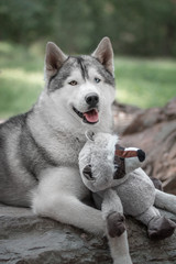 Siberian Husky with a toy