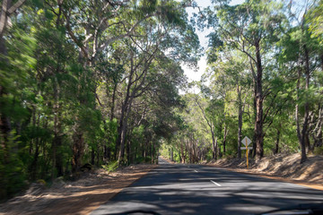 Road trip landscape full of trees
