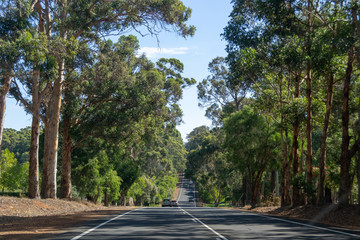 Road trip landscape full of trees