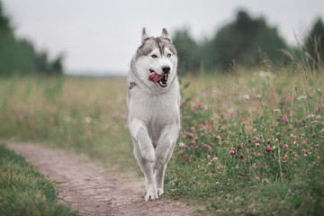 Siberian Husky run  in field © Anya