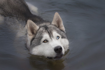 Siberian Husky swim