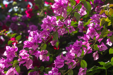 Pink Bougainvillea spectabilis plant showing flowers and leaves, Kenya, East Africa