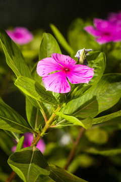 Pink petals of an Impatiens walleriana flower, Kenya, East Africa