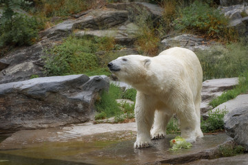 Polar bear stands on the shore the pond and cranes his neck. A polar bear is a typical inhabitant of the Arctic