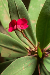 Obraz premium Euphorbia milii, the crown of thorns, Christ plant, or Christ thorn plant showing red flowers, Kenya, East Africa