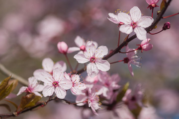 Fototapeta na wymiar Cherry blossom flowers on branch (Prunus or Sakura) in Spring light