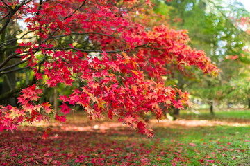 Japanese Maple (Acer palmatum) tree leaves in Autumn colours, United Kingdom