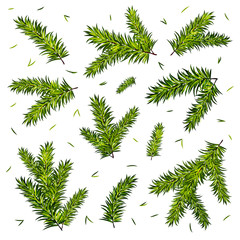 Christmas tree branches set isolated on white background. Vector illustration
