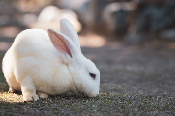 Portrait of white baby rabbit on green grass and ground at local farm. Soft focus and blur. Copy space. - Powered by Adobe