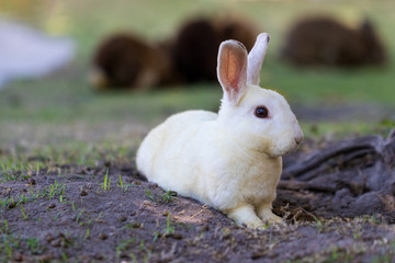 Portrait of little white rabbit on green grass and ground at local farm. Soft focus and blur. Copy space.
