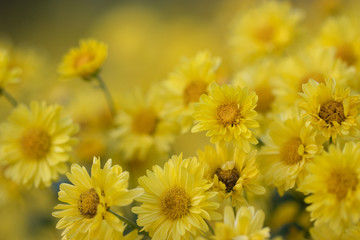 Group of yellow chrysanthemum flower in farm field. Chinese herbs have various medicinal properties. The drink is quenched. Soft focus and blur.