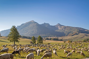 Schafherde im Monte Bondonegebirge