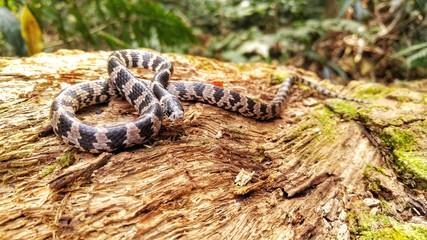 Sleep snake.