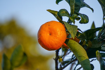 Natural background with sick tangerine and spoiled leaves on blue sky background