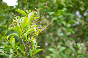 green plant in the garden