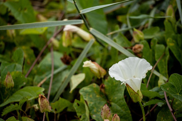 white flower
