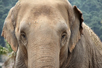 Elefante © Massimo Todaro