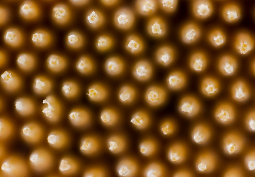 Wooden Toothpicks Close Up Background. A picture not clear. A Toothpick