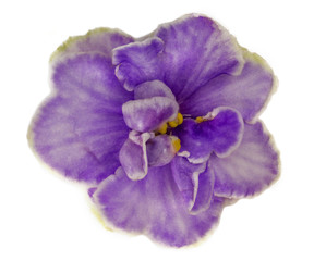 macro photo of light blue violet isolated flower. Blue Colored African Violet Flower Isolated on White Background. 