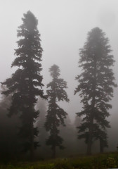 three spruce trees. in the fog. Misty forest in the legendary ancient Greek Colchis, Caucasus,