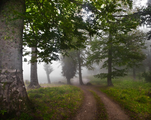 Big trees in the fog. Misty forest in the legendary ancient Greek Colchis, Caucasus,