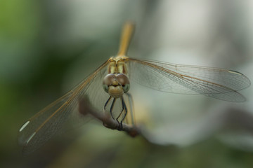closeup of a dragonfly