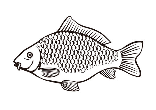 
Carp fish illustration.
Stylized black and white illustration of carp. Isolated on white background. Vector available. 