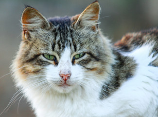 Portrait of long Haired Bi-Color Brown White Ragdoll Cat looking to the Side