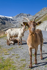 Ziegen im Rettenbachtal in Tirol