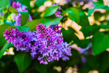 Plakat blooming lilacs in the spring