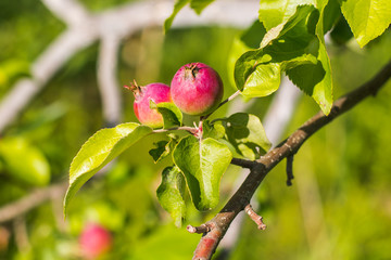 small growing apples on the tree