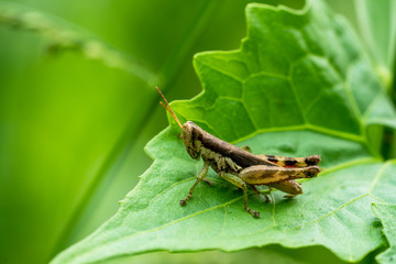 Meadow grasshopper, grasshopper