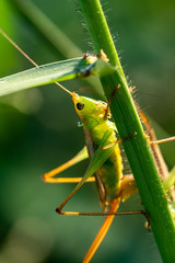Meadow grasshopper, grasshopper
