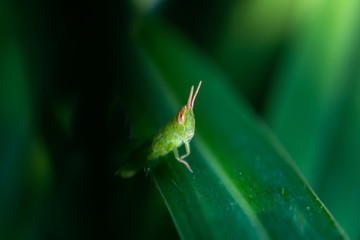 Meadow grasshopper, grasshopper